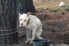 狗狗从小挨饿受冻，被拴在树林4年没人爱，主人直言让它看家护院图片