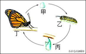 「中考·生物」冲刺中考，初中生物100道高频易错题！附答案~