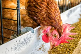 学会这7招，养的鸡（膘肥体壮），老饲养户玩法（内部技术）图片