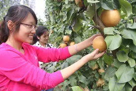 爱吃梨的朋友请注意：秋天吃梨正当时，但三类人要少吃图片