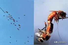新蜂王都与大一辈的雄蜂交尾，那些四处游荡的雄蜂浪子才会被选择图片