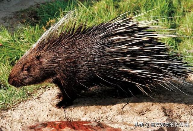 是有各种各样的动物,那么你知道满身长满长刺的动物是什么,它不是刺猬