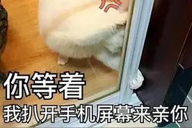 表情包：你等着，我扒开手机屏幕来亲你图片