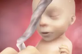 孕期胎宝宝是怎么在肚子里“动手动脚”的？看完有点想笑