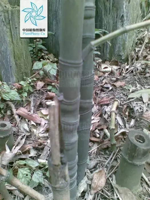 竹子有26种，详解，配图