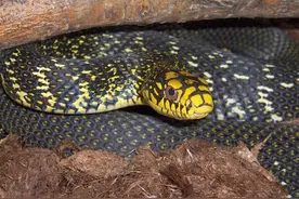 菜花蛇无毒，凭什么可以当“百蛇之王”？其他毒蛇反而害怕它？图片