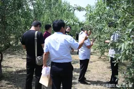 河南巴旦木“苗木”投入分析，优势对比，种植户：多少年能够回本图片