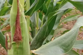 今夏京郊天气较干旱 菜农自制“辣椒水”防虫图片