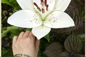 山大王的养肉日常：与花草相伴，把眼前的苟且活成诗和远方图片