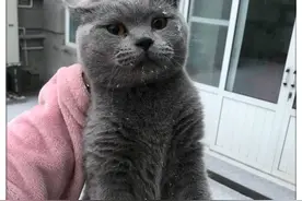 蓝猫离家出走一星期，回到家后边吃边流泪，蓝猫：妈妈，吓死我了图片