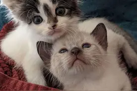 好心人领养奶猫，奶猫却抱紧另一只小奶猫：也带它一起可以吗？图片