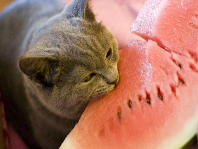 猫咪可以吃的8种蔬果,猫咪虽然爱吃肉,也要给它们喂蔬果