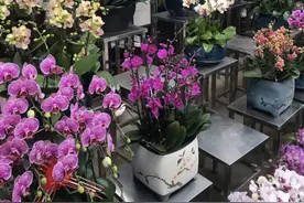 西安排名第一的花卉市场，鲜花都是白菜价，送人自选都很合适图片