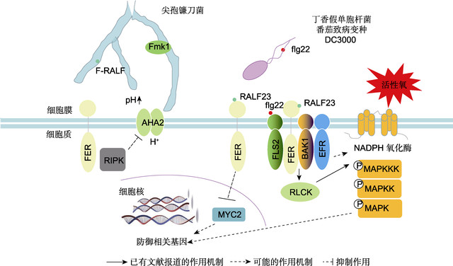期刊阅读：植物学报，2021年，第3期