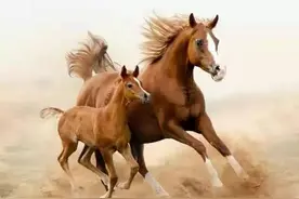 农村俗语“门前有马非为富，家中有人不算穷”，啥意思？图片