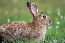 有一种高效防野兔偷吃庄稼的新方法，只有试过的人才知道实用图片