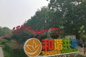 120余种16万余株！石家庄月季公园已花开成海图片