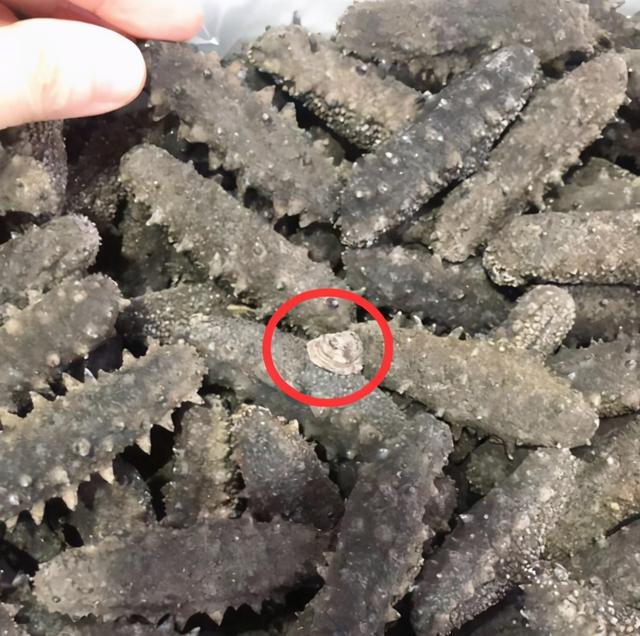 1000块钱买几个海参 海参500克价格表