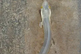 “面条鱼”凄惨一生的由来图片