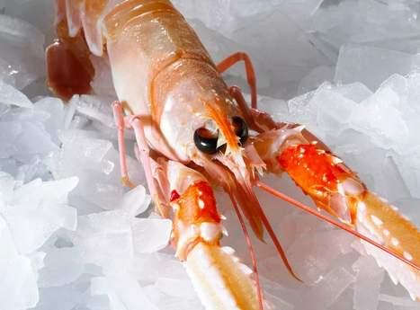 粟子炖花胶 2025年花胶粟子炖鸡 粟子炖花胶 2025年花胶粟子炖鸡