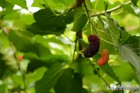 青州市王坟镇西股村的臭椿树被封王，把桑树气的鼓破了肚子图片