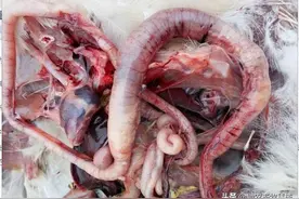 一例禽坏死性肠炎的诊断与防治图片
