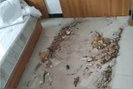 第一次接吻是什么样的感觉呢？哈哈哈哈！你被狗舔了是啥意思啊图片