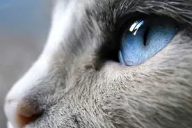 猫的眼里只有黑白灰？它们到底可以识别多少种颜色？图片