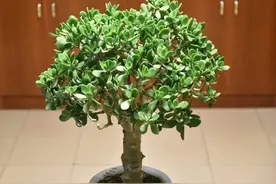 玉树养3年，能开一树花，5个小窍门，寿命几十年，开满“吉利花”图片