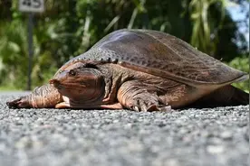 黄河迎来不速之客，佛罗里达鳖现身我国多处水域，会“失守”吗？图片