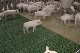 日本猪瘟蔓延 肉价上涨 事发养猪场周边景点已关闭图片