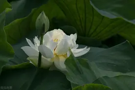 等我老了，就去找你，带上写给你的日记，在你耳边说，依然爱你图片