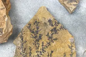 远古水草花石鉴赏图片