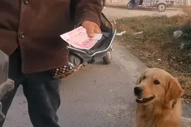 河南：620上了狗肉车的金毛，大哥花800救下，狗贩：这狗中彩票了图片