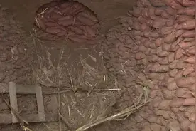 桑梓红薯干已晒好，各村书记亲自来代言！外Q里糯，欢迎大家品尝！图片