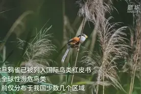 河北武强发现“鸟中大熊猫”震旦鸦雀图片
