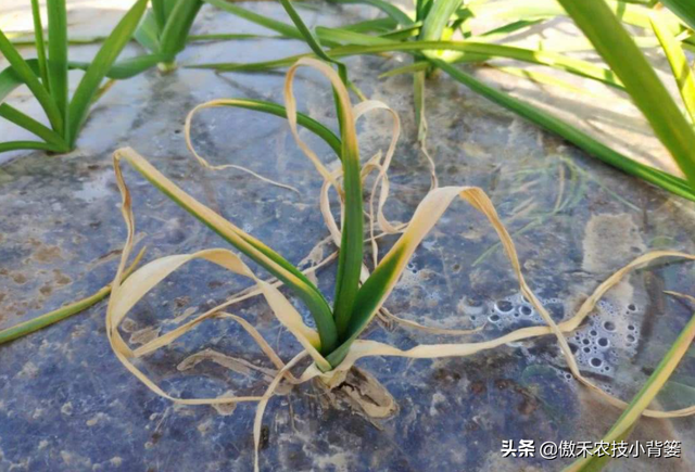 作物药物灌根防治病害效果差？学会这10个用药技巧效果能翻倍