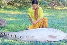 荒野美食，柬埔寨村姑煮大鱼，肉质滑而不腻视频封面