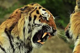 花豹偷走老虎猎物，老虎直接上门厮杀，用实力证明谁才是森林之王图片