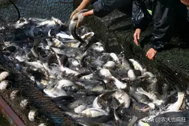 吃粪便也能长大的鱼，南方曾大量养殖，如今被视为“垃圾鱼”图片