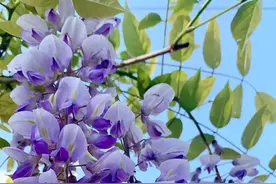 41种常吃的野菜，人间至味～你认识哪个野菜呢？图片