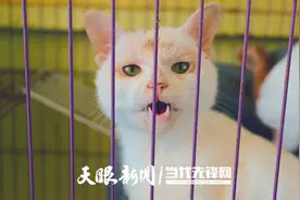 反虐待动物法，离我们还有多远？图片