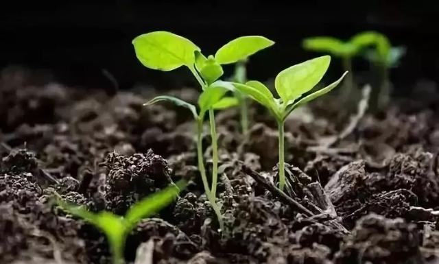 涓轰粈涔堣秺鏉ヨ秺澶氱殑浜哄枩娆㈢敤姘ㄥ熀閰告按婧惰偉锛熷畠鏈変粈涔堜綔鐢紵