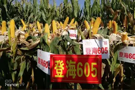 登海605增产关键技术，不花钱，每亩再增200斤，一定要记牢图片