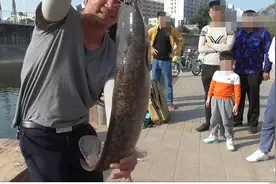 深圳观澜河“胡子鱼泛滥”，钓到十几斤大鱼没人要，钓友：不能吃图片