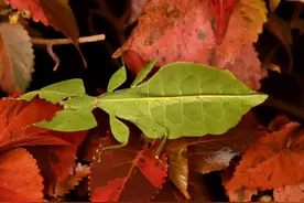 自然界中的“隐身高手”！与环境融为一体，伪装手段十分高超图片