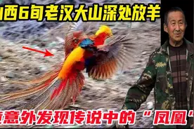 山西6旬老汉大山放羊意外发现“金凤凰”，竟默默喂食4年！视频封面