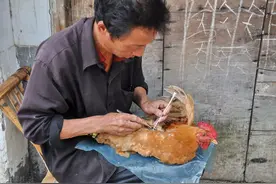 在农村，为何很多公鸡会被阉？怎样阉割效果最好？此文可解疑惑图片