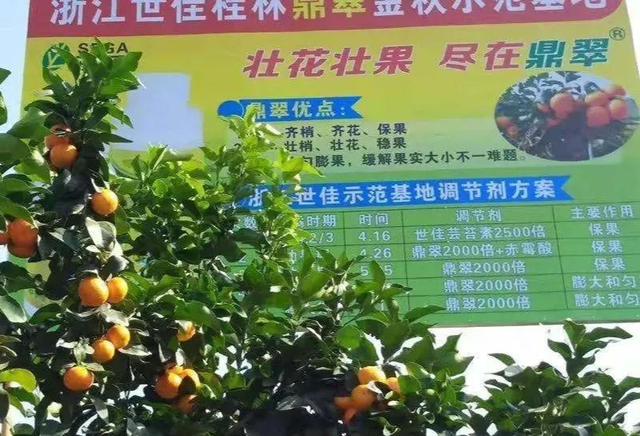 用对赤霉酸920，改善大小果，膨果快很多，不粗皮产量高