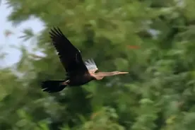 曾被认为不存在！时隔80多年，神秘大鸟再次现身，是个好兆头吗？图片